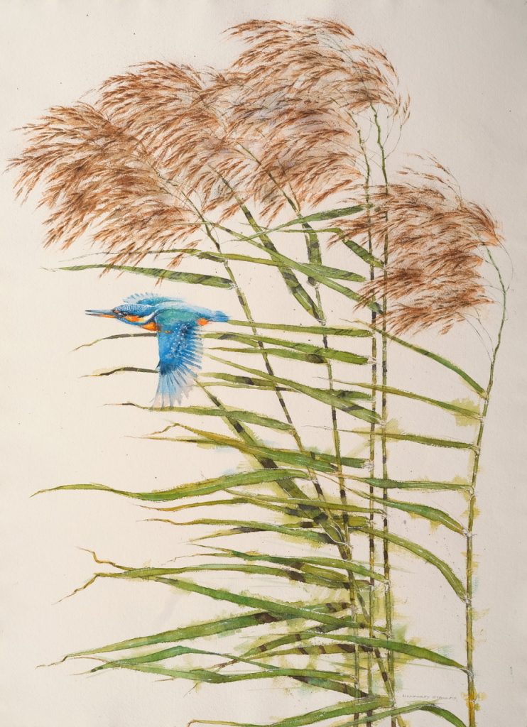 Kingfisher and Rushes 30.5” x 22.5”. Watercolour